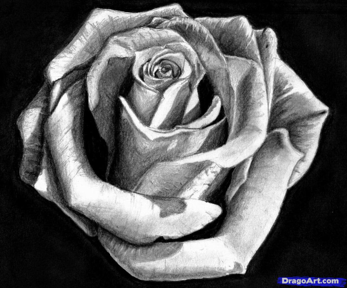 1175x976 How To Draw A Rose In Pencil, Draw A Realistic Rose, Step - Shaded Rose Drawing