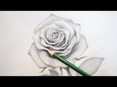 480x360 How To Draw An Open Rose - Shaded Rose Drawing