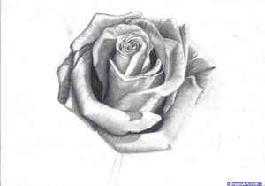 300x210 Pencil Rose Drawings Easy Heart Drawing Pictures - Shaded Rose Drawing
