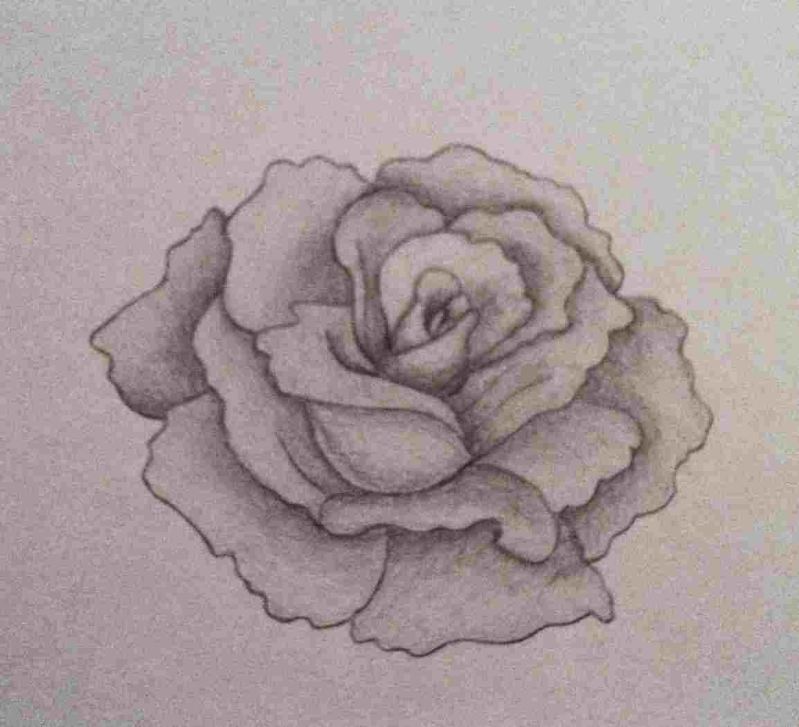 Shaded Rose Drawing at PaintingValley.com | Explore collection of ...