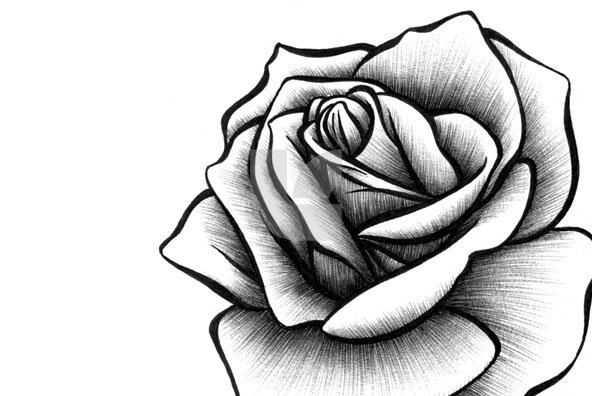 Shaded Rose Drawing at PaintingValley.com | Explore collection of ...