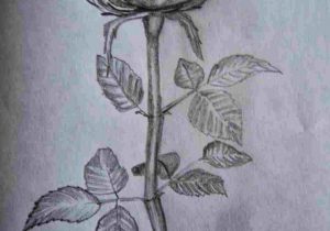 300x210 Tattoo Shaded Black N Grey And German Artist Roses Rhcom - Shaded Rose Drawing