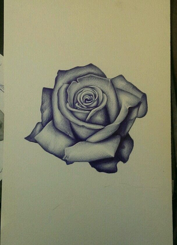 Shaded Rose Drawing at Explore collection of