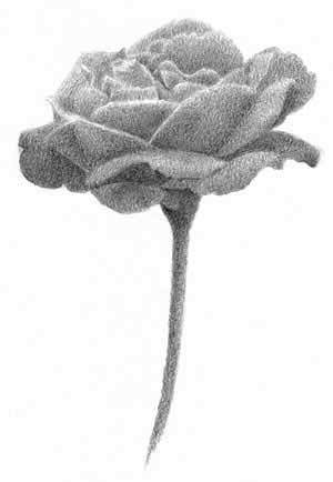 300x434 draw an open rose carol's drawing blog - Shaded Rose Drawing