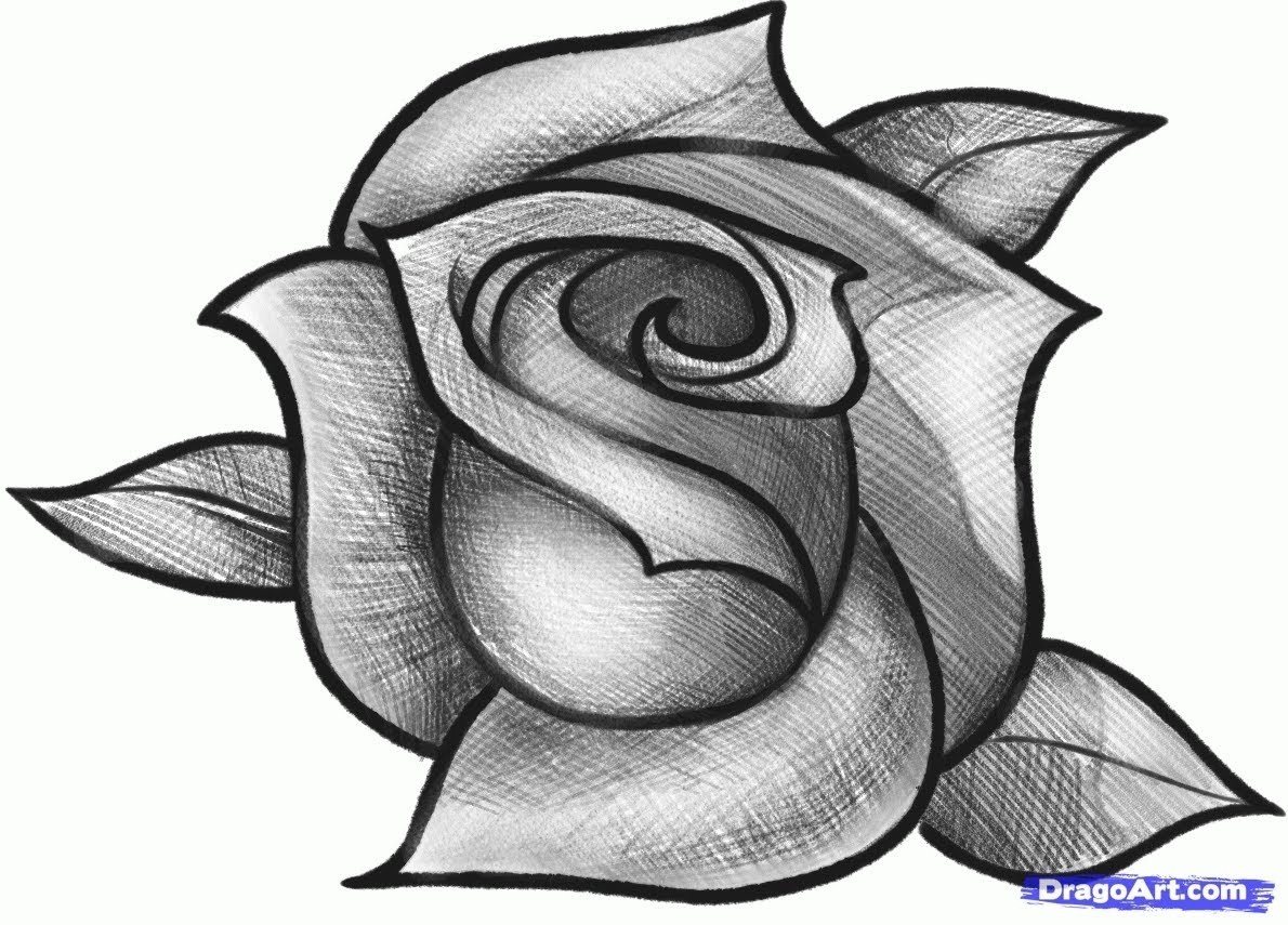 Shaded Rose Drawing at Explore collection of