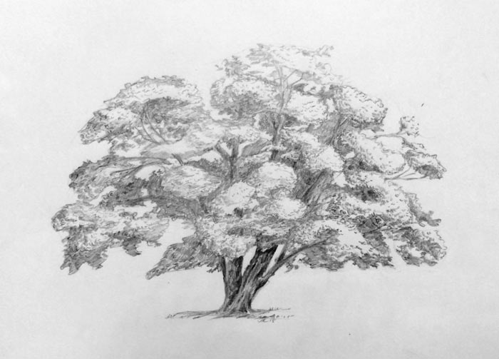 700x503 Drawing Trees Exploring Tree Forms Art Lesson - Shaded Tree Drawing
