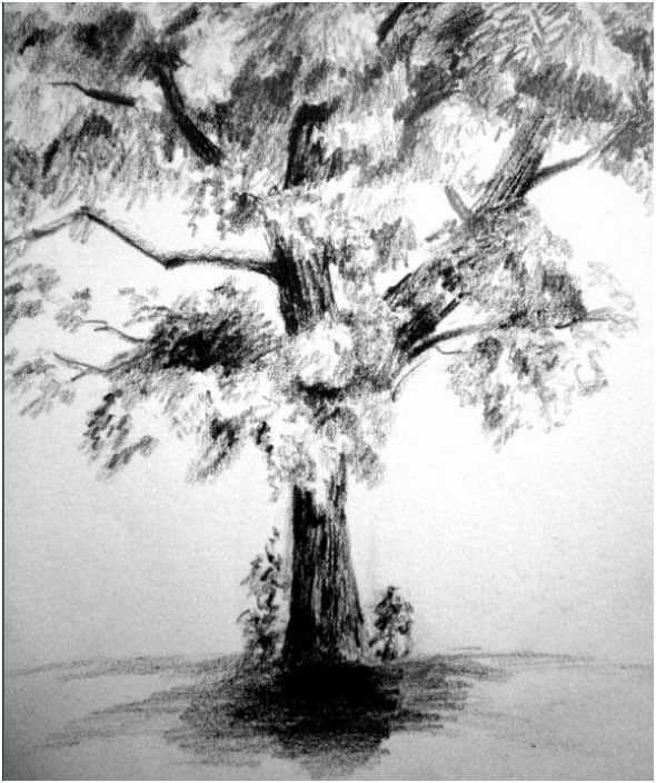 Shaded Tree Drawing at PaintingValley.com | Explore collection of ...