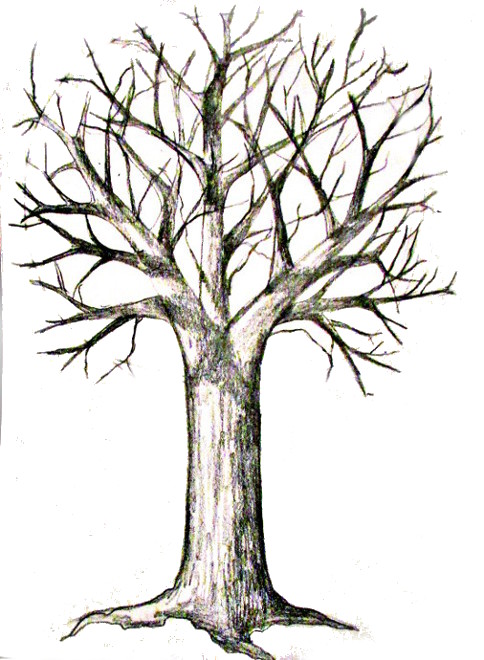 484x660 How To Draw A Tree - Shaded Tree Drawing
