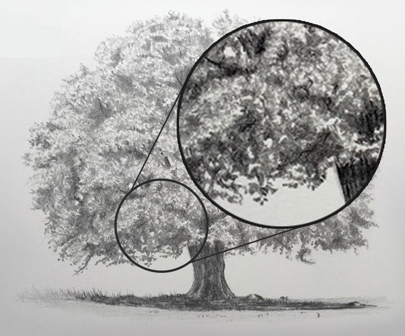 800x664 How To Draw Trees - Shaded Tree Drawing