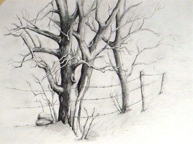 630x469 How To Draw Trees In Pencil Is A Question - Shaded Tree Drawing