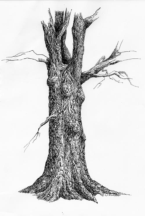 500x744 Tree Pen And Ink Drawing St - Shaded Tree Drawing
