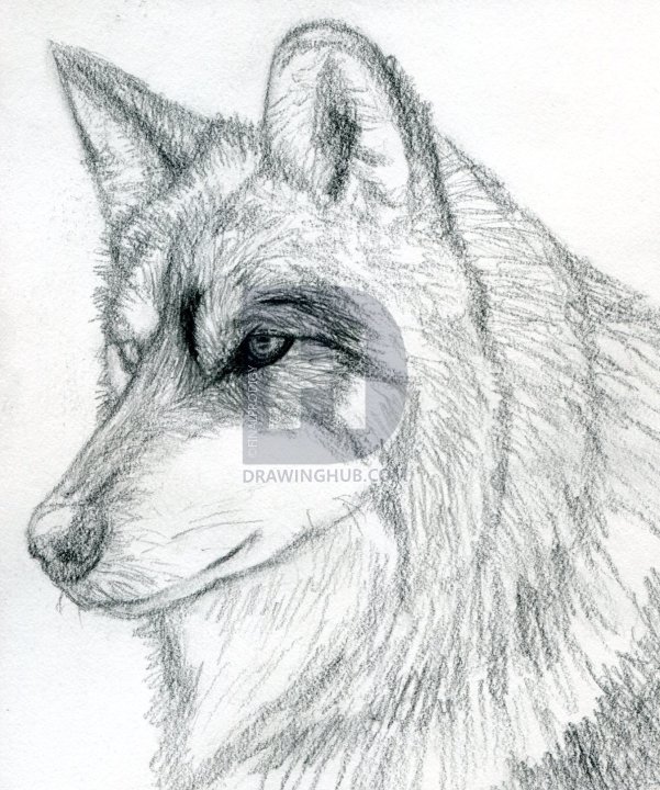 601x720 How To Draw A Wolf Head, Mexican Wolf, Step - Shading Drawing Images