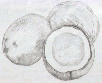 417x340 mass shading of coconuts in pencil d key difficulties identified - Shading Drawing Images