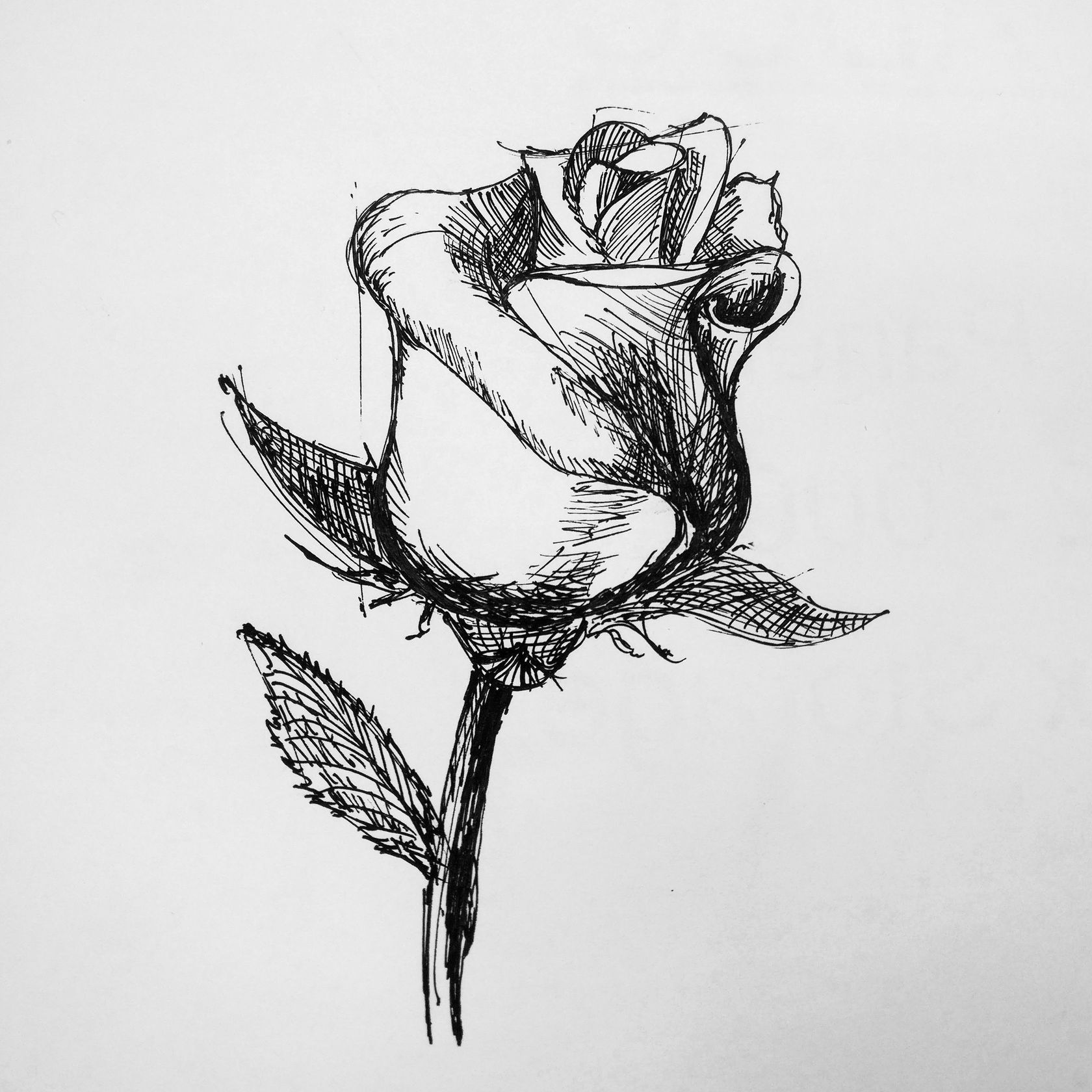 1680x1680 shadow drawing flower for free download - Shadow Drawing