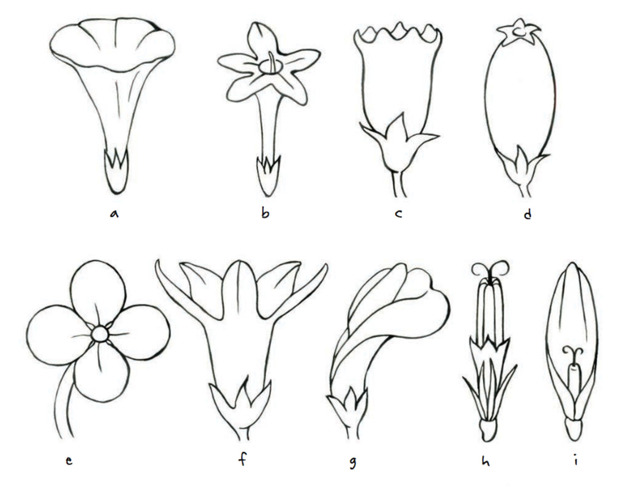 1271x983 How To Draw Basic Flower Shapes Quarto Knows Blog - Shapes Drawing