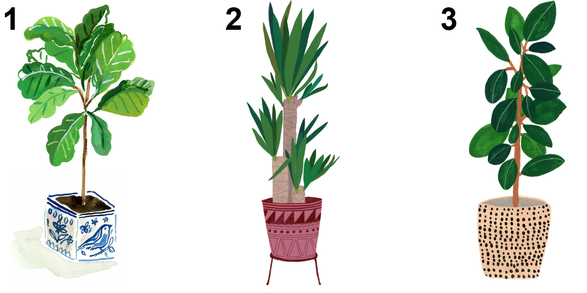 1200x600 Three Illustrators On Drawing Plants - Share Drawing