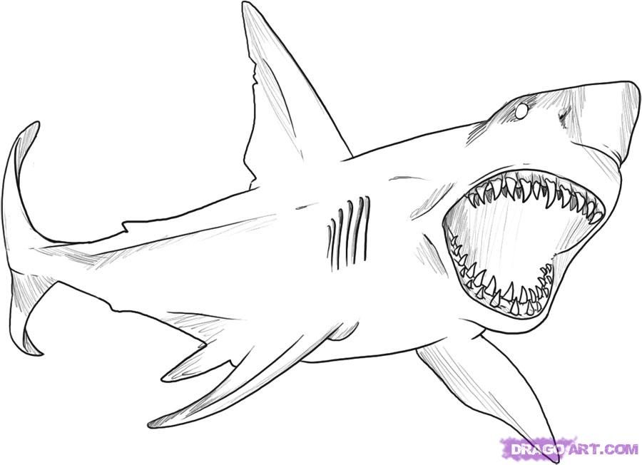900x652 How To Draw A Great White Shark, Step - Shark Drawing