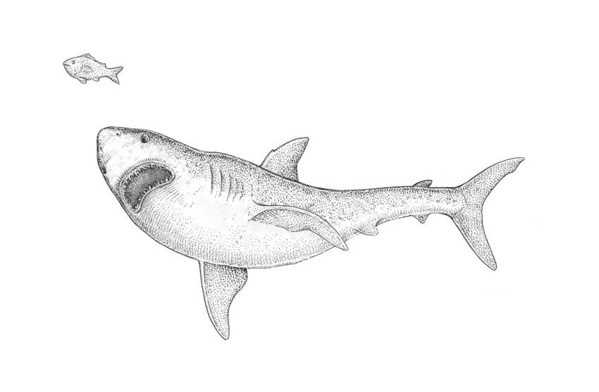 850x556 How To Draw A Shark Step - Shark Drawing