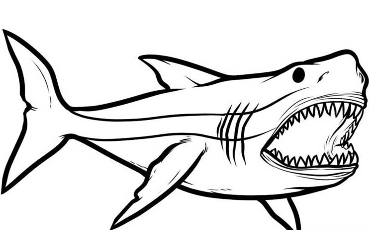 750x500 How To Draw A Shark For Kids Step - Shark Drawing