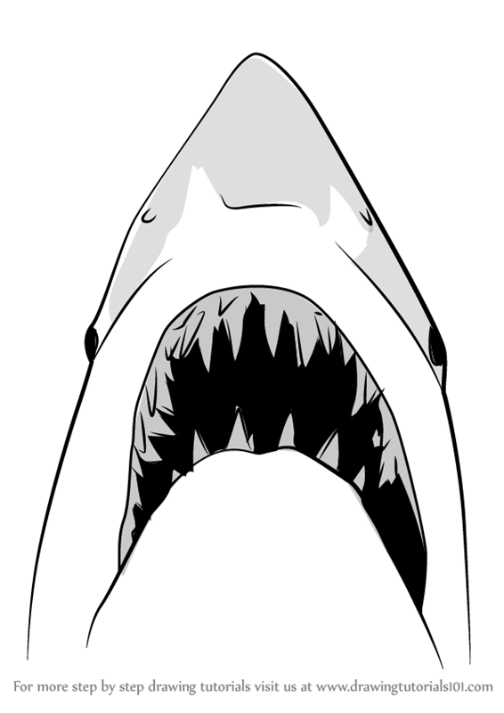 566x800 learn how to draw jaws shark - Shark Drawing