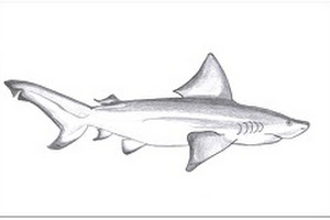 300x200 How To Draw Bull Shark Cartoon Drawing Step - Shark Drawing Cartoon