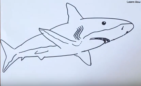554x341 How To Draw A Bull Shark Easy Step - Shark Drawing Easy