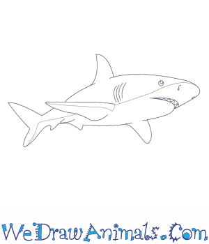 300x350 How To Draw A Great White Shark - Shark Drawing Easy