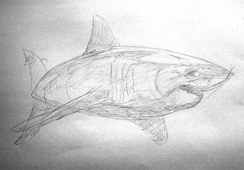 800x559 Hand Drawing A Great White Shark Tutorial - Shark Drawing Images