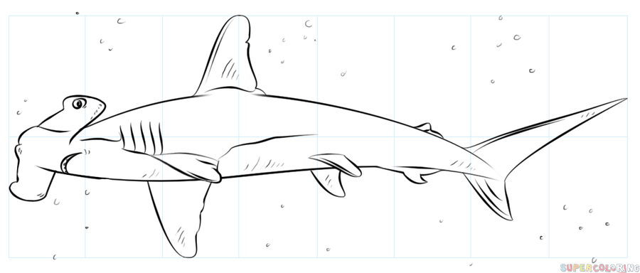 900x384 How To Draw A Hammerhead Shark Step Step Drawing Tutorials Hammer - Shark Drawing Images