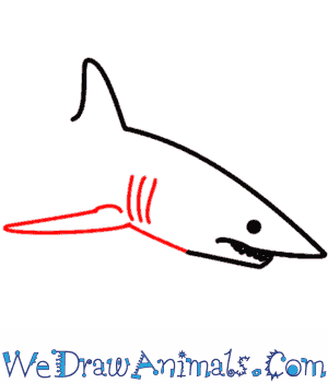 300x350 How To Draw A Shark - Shark Drawing Images