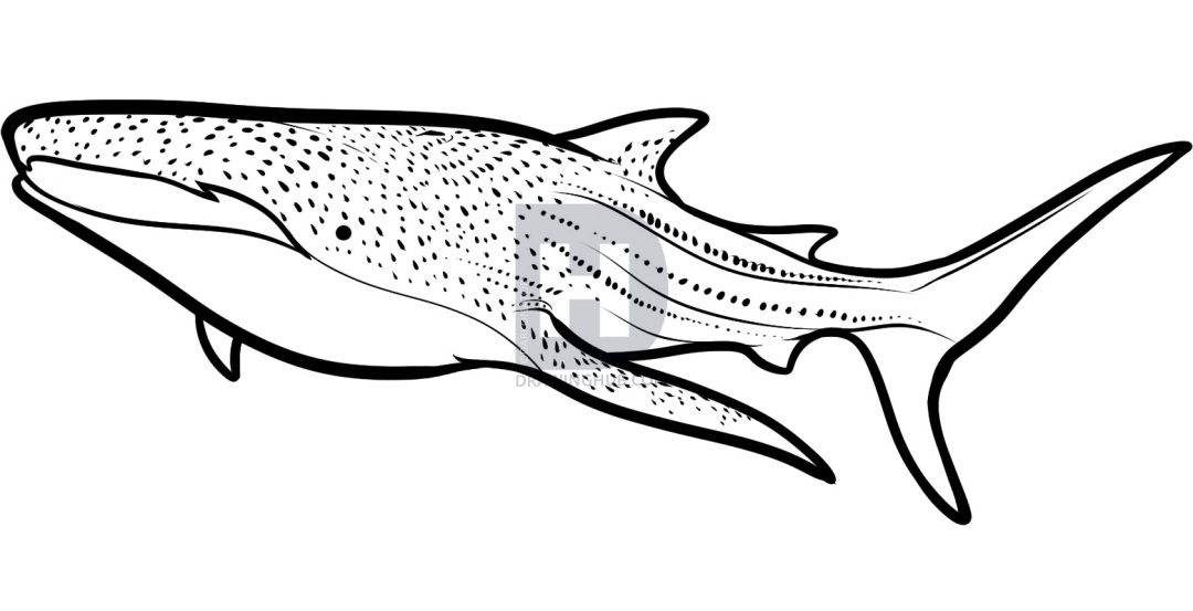 1080x553 how to draw a whale shark, whale shark, step - Shark Drawing Images