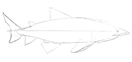 549x258 How To Draw A Shark Lessons - Shark Drawing Images