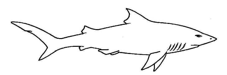 730x242 shark biological drawings characteristics of fish biology - Shark Drawing Images