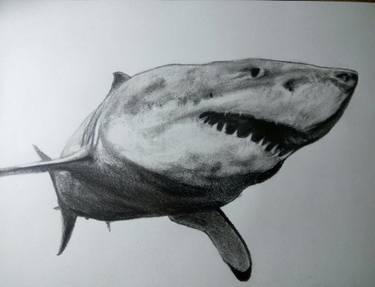375x287 Shark Drawing - Shark Drawing Images