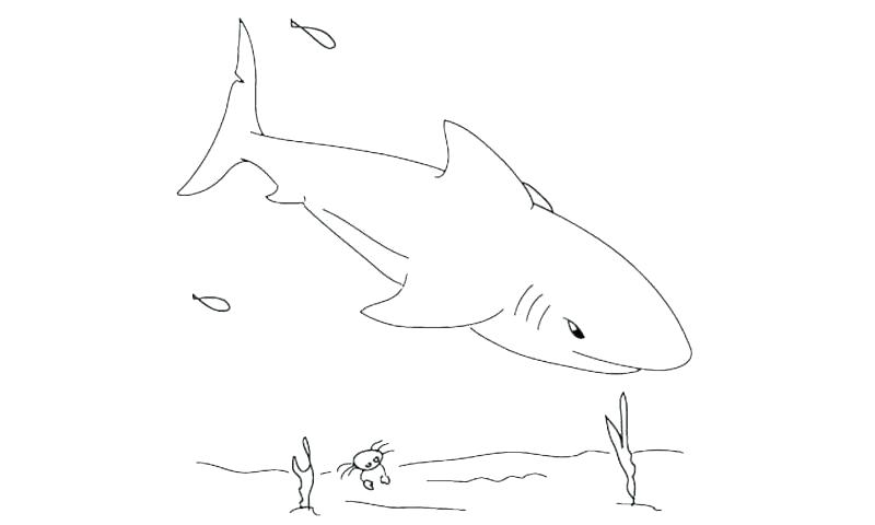 800x480 shark pictures to draw shark draw stock photo great white shark - Shark Drawing Images