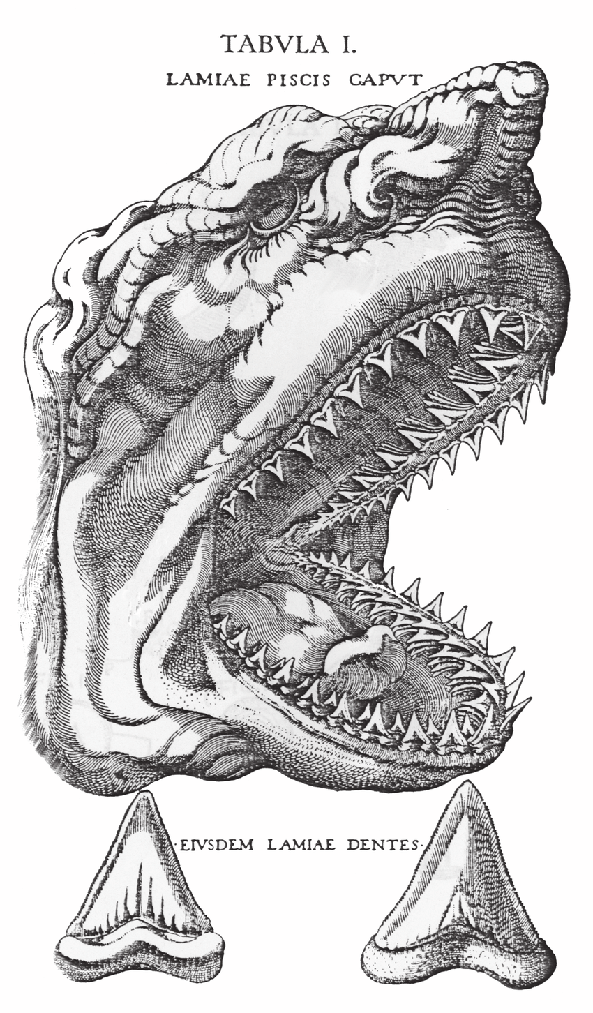 850x1452 Steno's Drawing Of The Head Of A White Shark - Shark Drawing Images