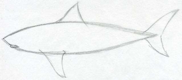 640x281 Draw Shark Basic Tutorial - Shark Drawing Images