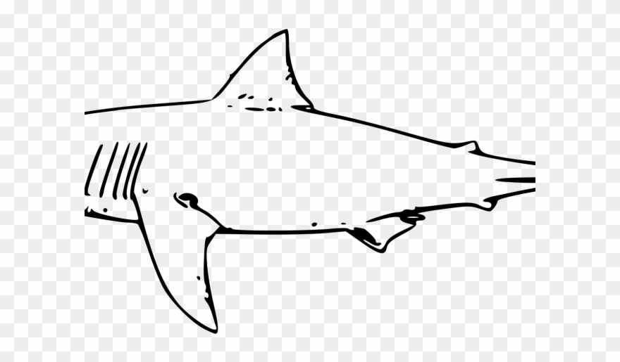 880x515 Drawn Tiger Shark - Shark Drawing Images