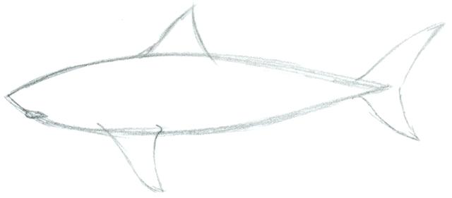 640x281 easy to draw shark click the image to enlarge easy draw shark step - Shark Drawing Images