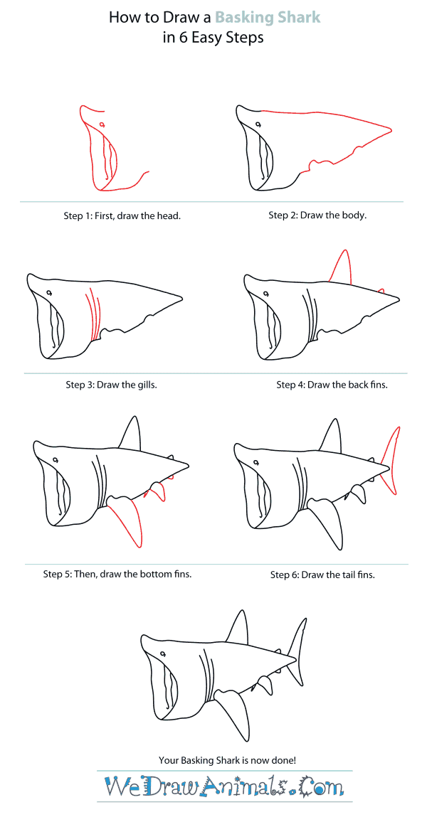 600x1156 How To Draw A Basking Shark - Shark Drawing Step By Step