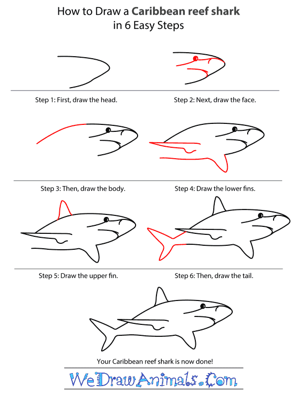 600x804 How To Draw A Caribbean Reef Shark - Shark Drawing Step By Step