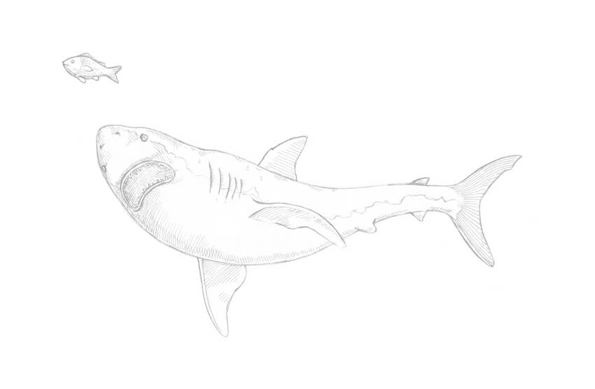 850x556 How To Draw A Shark Step - Shark Drawing Step By Step