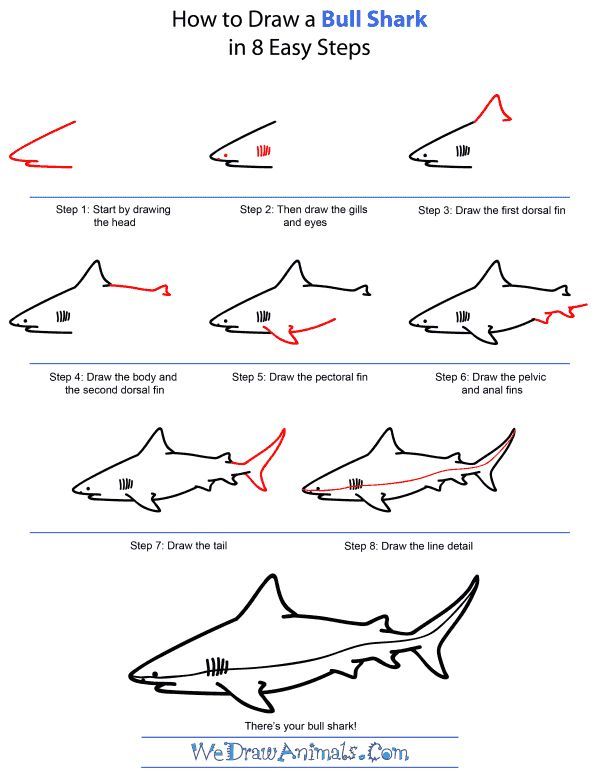 600x776 In Drawings, Shark Drawing - Shark Drawing Step By Step
