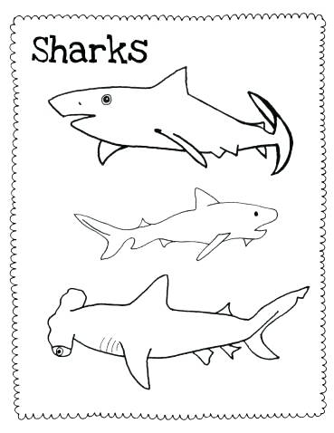 369x478 easy shark drawing tiger shark easy draw cute easy shark drawing - Shark Drawing Step By Step