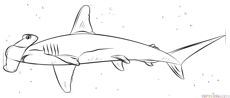 900x384 Hammer Head Shark Drawing Fcsairplay Coloring - Shark Drawing Step By Step