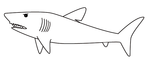 600x276 shark drawing template coloring shark psm mackerel - Shark Drawing Template