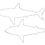 150x150 Shark Drawing Template Tona Color - Shark Drawing Template