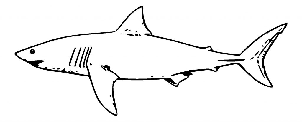 1024x415 Drawings Of Sharks Refrence Shark Drawing Template Canre Klonec - Shark Drawing Template