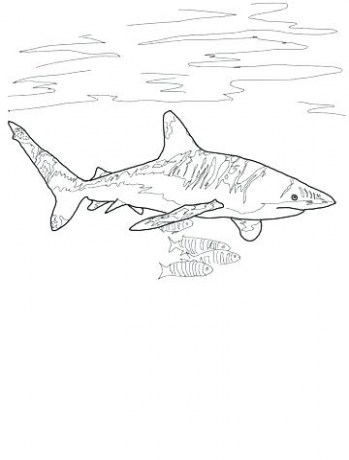 349x460 great white shark coloring fresh bull shark drawing at getdrawings - Shark Drawing Template