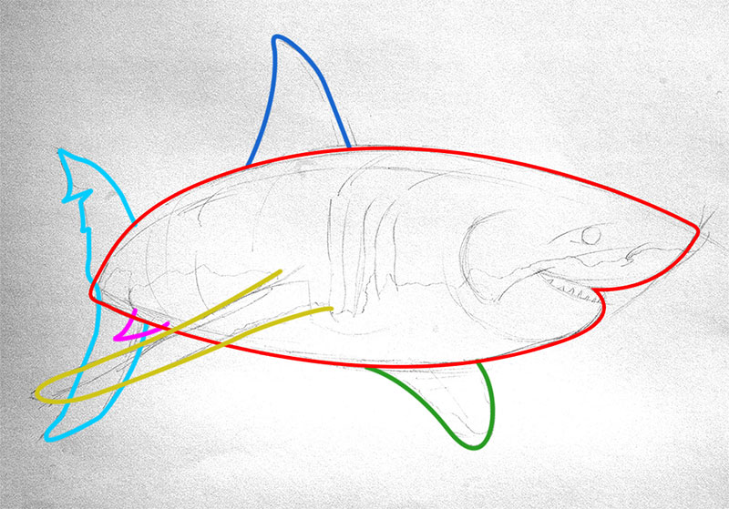 800x559 Hand Drawing A Great White Shark Tutorial - Shark Face Drawing